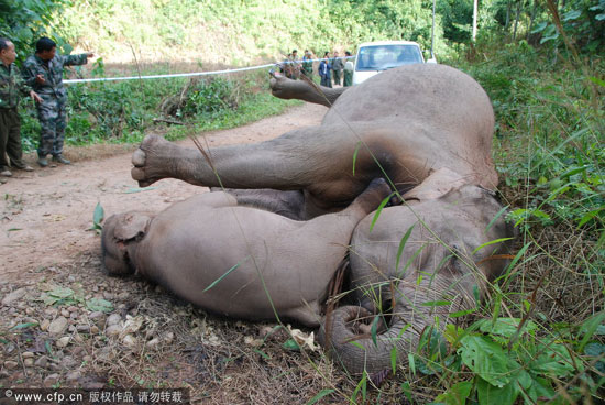 The bodies of a mother elephant and a cub were found lying on a highway in Mengman township, Mengla County of Xishuangbanna Dai Autonomous Prefecture, southwest China's Yunnan Province on November 29, 2010. The two wild Asian elephants were electrocuted after accidentally touching a high-voltage wire Monday. [Photo: CFP] 