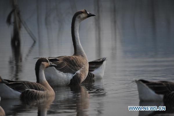 Swans swim in Hanjiang river in Xiangfan, central China's Hubei Province, Dec. 1, 2010. The improved water environment makes Hanjiang river an ideal home for various species while a local resident started to feed 34 swans in Xiangfan since this March. [Xinhua/Wang Hu]