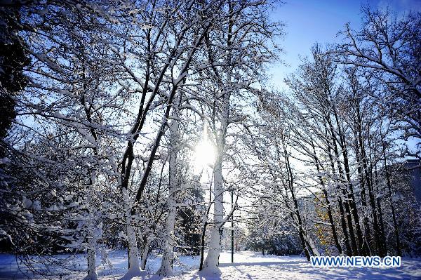 Trees are covered by the snow in Geneva, Switzerland, Dec. 2, 2010. Weather turned fine in Geneva on Thursday after the continuous snowfall. (Xinhua/Yu Yang)