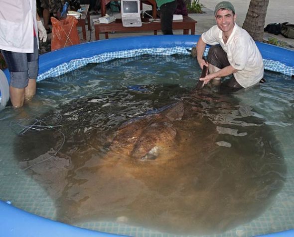 Top 10 ridiculously over-sized animals Top 10 ridiculously over-sized animals