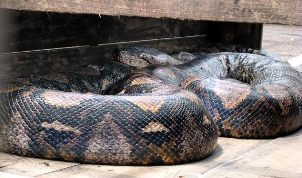 Top 10 ridiculously over-sized animals
