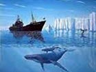 Sea Shepherd to intercept whaling fleet in Japan