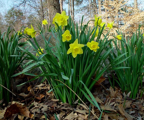 Top 10 poisonous plants