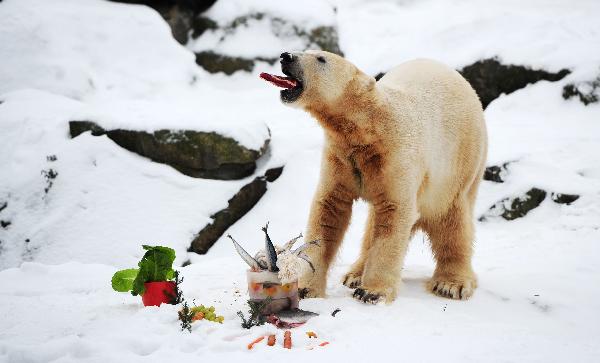 Polar bear Knut eats his &apos;birthday cake&apos; to celebrate his 4th birthday in the Zoo of Berlin, Germany, Sunday, Dec. 5, 2010. Berlin&apos;s famous polar bear Knut, who was rejected by his mother but went on to win the hearts of millions across the globe, celebrated his 4th birthday Wednesday with a cake made of ice, fishes and some vegetables. [Xinhua/AFP]