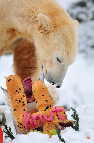 Polar bear Knut eats his &apos;birthday cake&apos; to celebrate his 4th birthday in the Zoo of Berlin, Germany, Sunday, Dec. 5, 2010. Berlin&apos;s famous polar bear Knut, who was rejected by his mother but went on to win the hearts of millions across the globe, celebrated his 4th birthday Wednesday with a cake made of ice, fishes and some vegetables. [Xinhua/AFP]