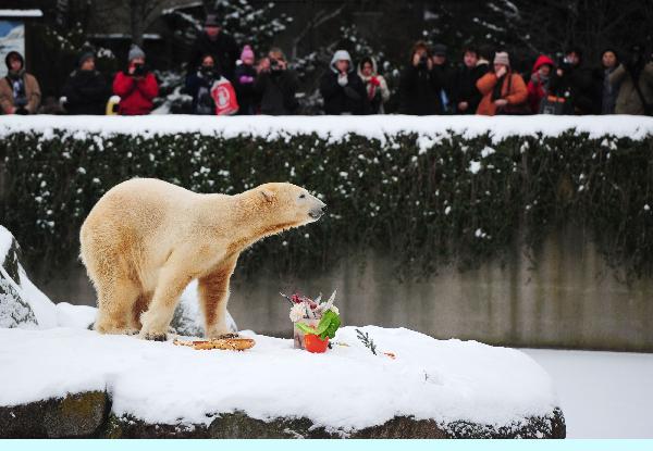 Polar bear Knut eats his &apos;birthday cake&apos; to celebrate his 4th birthday in the Zoo of Berlin, Germany, Sunday, Dec. 5, 2010. Berlin&apos;s famous polar bear Knut, who was rejected by his mother but went on to win the hearts of millions across the globe, celebrated his 4th birthday Wednesday with a cake made of ice, fishes and some vegetables. [Xinhua/AFP]