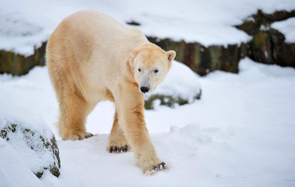 Berlin&apos;s famous polar bear Knut, who was rejected by his mother but went on to win the hearts of millions across the globe, celebrated his 4th birthday Wednesday with a cake made of ice, fishes and some vegetables. [Xinhua/AFP]