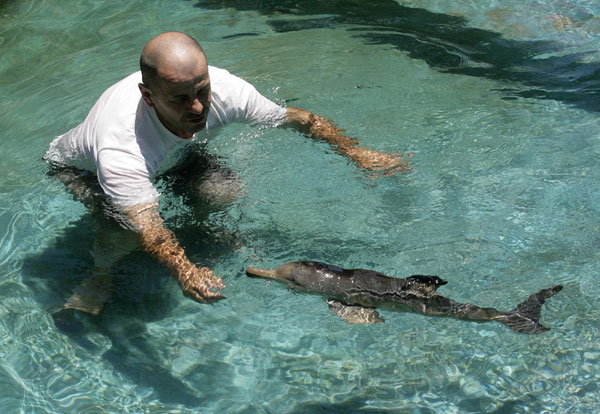 Richard Tesore, head of the NGO Rescate Fauna Marina, interacts with a female baby La Plata river dolphin in a pool in Piriapolis, 100 km (62 miles) east of Montevideo, Dec 6, 2010. The dolphin, which was found beached near of the city on Dec 5, is recovering at the reserve from injuries believed to have been caused by a fishing net. [China Daily/Agencies]