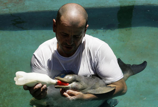 Richard Tesore, head of the NGO Rescate Fauna Marina, holds a female baby La Plata river dolphin in a pool in Piriapolis, 100 km (62 miles) east of Montevideo, Dec 6, 2010.[China Daily/Agencies]