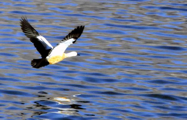 A ruddy shelduck flies above the Lhasa River in southwest China's Tibet Autonomous Region, Dec. 5, 2010. Tens of thousands of migratory birds have flown to the Lhasa River wetland recently to spend their winter days. [Xinhua/Lhaba Cering]