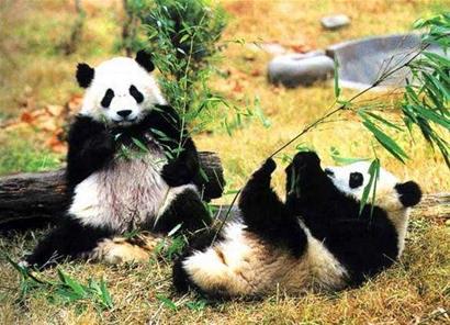 A critical breakthrough has been made in efforts to save the giant panda, one that could kick-start attempts to reintroduce the animals into the wild.