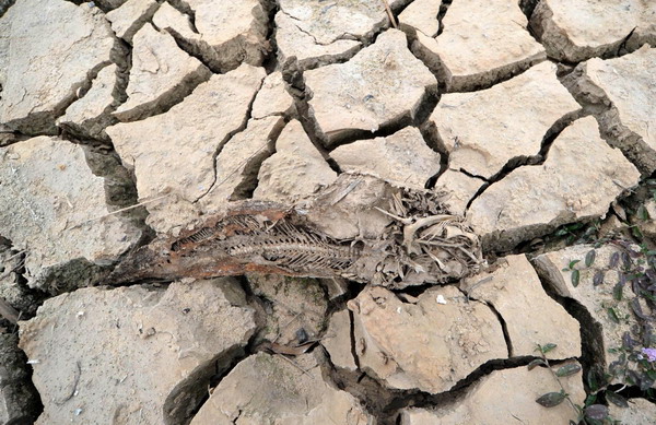 A dead fish lies on the dried up land in Nanchang, East China&apos;s Jiangxi province, Dec 11, 2010. [Xinhua] 