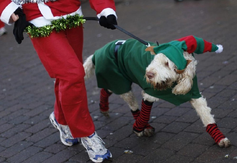 A dog dressed as an elf takes part in the annual charity Santa Claus run in Loughborough, central England, Dec 5, 2010. [China Daily/Agencies] 