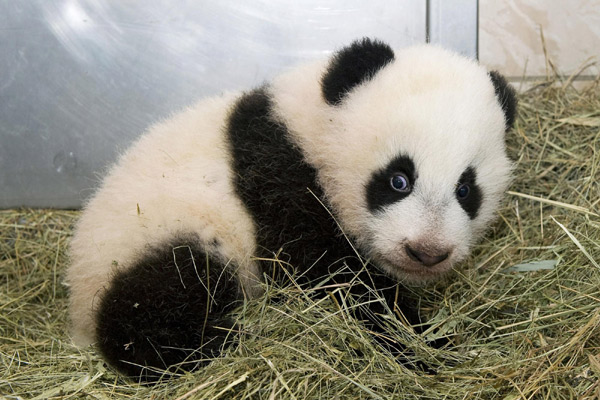 Fu Hu hangs out in his chamber at Vienna&apos;s Schoenbrunn Zoo, Dec 13, 2010. [Xinhua]