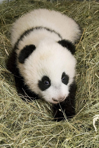 Fu Hu hangs out in his chamber at Vienna&apos;s Schoenbrunn Zoo, Dec 13, 2010. [Xinhua]