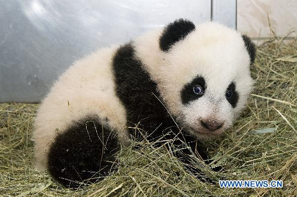 Photo released by Zoo Vienna shows panda baby 'Fu Hu' who was then about 100 day old in Vienna, capital of Austria. Zoo Vienna held a name-giving ceremony for a male panda who was born on Aug. 23 this year. The panda was named 'Fu Hu', meaning happy tiger. 'Fu Hu' was the second panda born in Zoo Vienna, while its brother 'Fu Long' was born here in August, 2007. [Xinhua] 