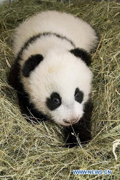 Photo released by Zoo Vienna shows panda baby 'Fu Hu' who was then about 100 day old in Vienna, capital of Austria. Zoo Vienna held a name-giving ceremony for a male panda who was born on Aug. 23 this year. The panda was named 'Fu Hu', meaning happy tiger