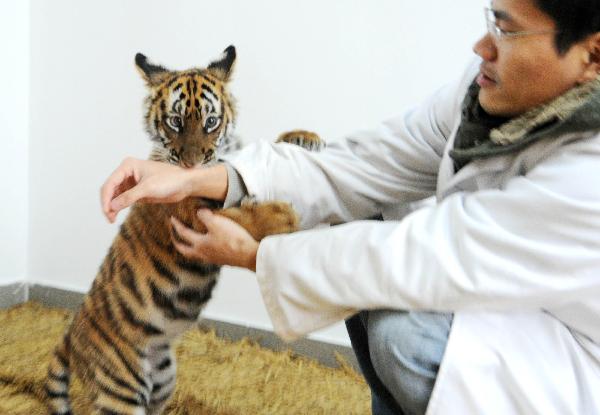 A 100-day-old tiger cub plays with its feeder at the South China Tiger Breeding Base in Suzhou, east China&apos;s Jiangsu Province, Dec. 14, 2010. The cub is the second tiger cub that was born and survived in the base in the past four years. [Xinhua] 