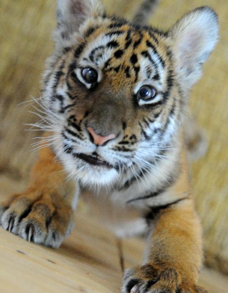 A 100-day-old tiger cub plays with its feeder at the South China Tiger Breeding Base in Suzhou, east China&apos;s Jiangsu Province, Dec. 14, 2010. The cub is the second tiger cub that was born and survived in the base in the past four years. [Xinhua] 