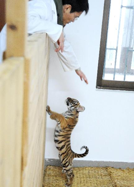 A 100-day-old tiger cub plays with its feeder at the South China Tiger Breeding Base in Suzhou, east China&apos;s Jiangsu Province, Dec. 14, 2010. The cub is the second tiger cub that was born and survived in the base in the past four years. [Xinhua] 