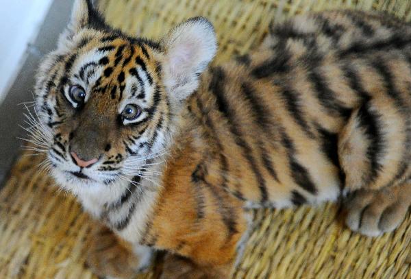 A 100-day-old tiger cub plays with its feeder at the South China Tiger Breeding Base in Suzhou, east China&apos;s Jiangsu Province, Dec. 14, 2010. The cub is the second tiger cub that was born and survived in the base in the past four years. [Xinhua] 