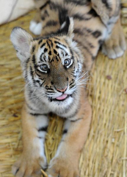 A 100-day-old tiger cub plays with its feeder at the South China Tiger Breeding Base in Suzhou, east China&apos;s Jiangsu Province, Dec. 14, 2010. The cub is the second tiger cub that was born and survived in the base in the past four years. [Xinhua] 