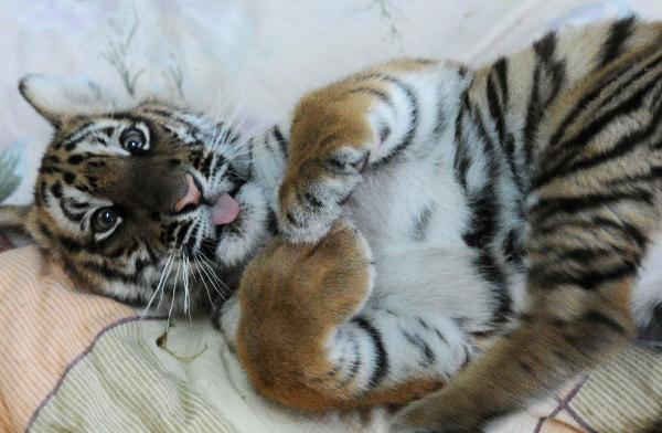 A 100-day-old tiger cub plays with its feeder at the South China Tiger Breeding Base in Suzhou, east China&apos;s Jiangsu Province, Dec. 14, 2010. The cub is the second tiger cub that was born and survived in the base in the past four years. [Xinhua] 