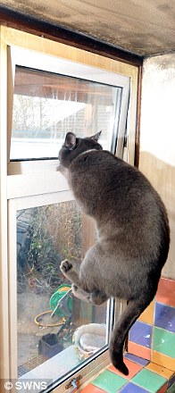 Fur alarm: Pepper, who has learned to open windows and lets himself out (pictured above), alerted neighbours that his owners' house was burning because they could see smoke billowing out.