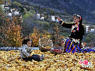 Danba lies along the eastern border of the Ganzi Tibet Autonomous Region in the western Sichuan. The county of Danba has been dubbed 'a kingdom of one thousand castles.' Groups of castles were scattered around strategic positions in the valley. Towers and citadels were built hundreds of years ago for defensive purposes and delivering messages between villages. Looking from afar, the groups of towers and castles standing in the gorgeous Danba Valley is breathtaking.[Photo by Liu Guoxing] 