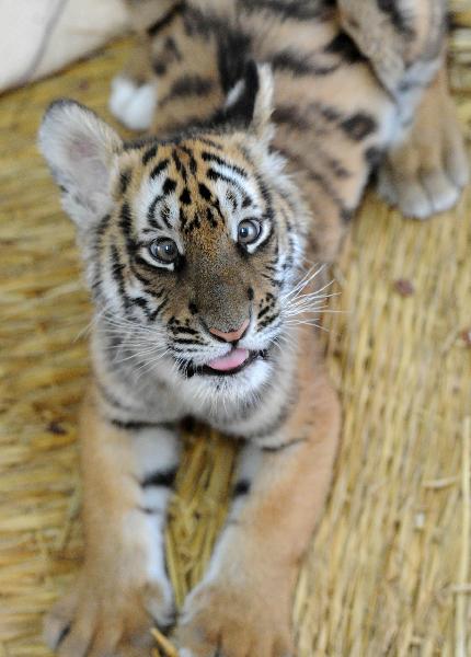 A 100-day-old tiger cub plays with its feeder at the South China Tiger Breeding Base in Suzhou, east China&apos;s Jiangsu Province, Dec. 14, 2010. The tiger cub is the second tiger cub that born and survived in the base in the past four years.