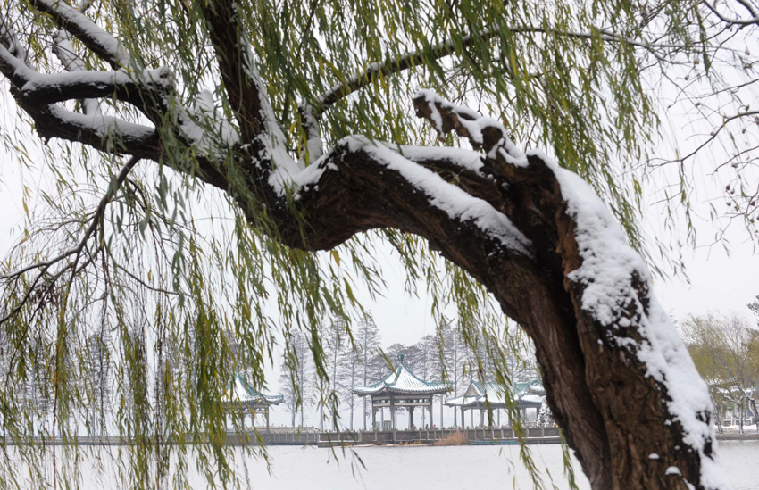 Photo taken on Dec 15, 2010 shows snow scenery at Donghu Park in Wuhan, capital of central China&apos;s Hubei province. The first large scope of snowfall of this winter hit Hubei Province from Tuesday night.[Photo/Xinhua]