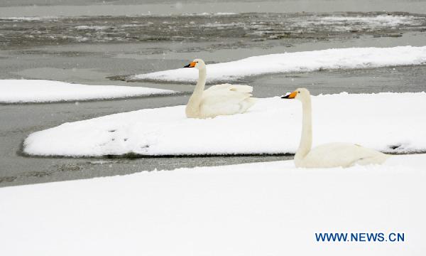 Swans dweel on the snowy lakeside of Rongcheng Swan Lake in Weihai, east China&apos;s Shandong Province, Dec. 15, 2010. [Xinhua]