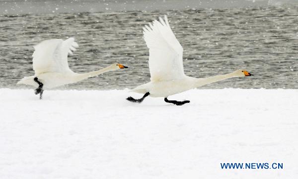 Swans enjoy their time at the snowy lakeside of Rongcheng Swan Lake in Weihai, east China&apos;s Shandong Province, Dec. 15, 2010. 