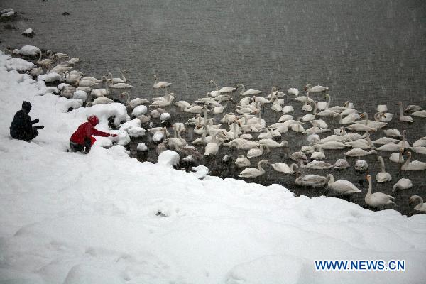 People give food to swans at the snowy lakeside of Rongcheng Swan Lake in Weihai, east China&apos;s Shandong Province, Dec. 15, 2010