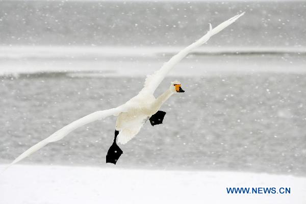 A swan flies over Rongcheng Swan Lake in Weihai, east China&apos;s Shandong Province, Dec. 15, 2010. 