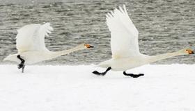 Swans' paradise in E. China's Weihai
