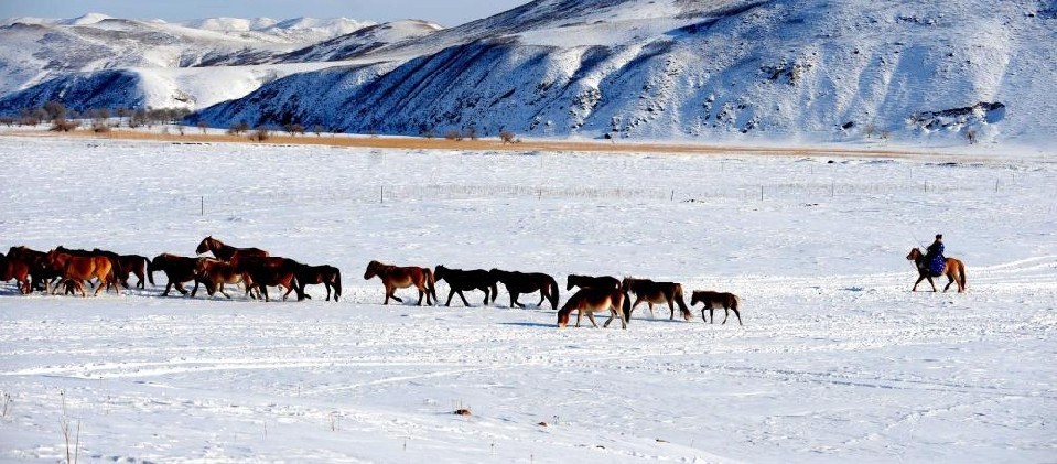 A shepherd guides a flock of horses in the snow-covered field in the Hinggan League Right Wing Front Banner, North China&apos;s Inner Mongolia autonomous region, Nov 30, 2010. Snow has blanketed the region twice in late November, leaving the herd animals with no grass to eat. [Xinhua]