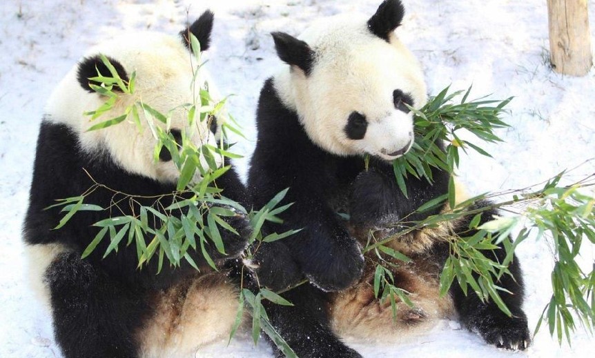 Pandas eat bamboo on the snow at an amusement park in Weifang, East China&apos;s Shandong province, Dec 14, 2010. [Xinhua]