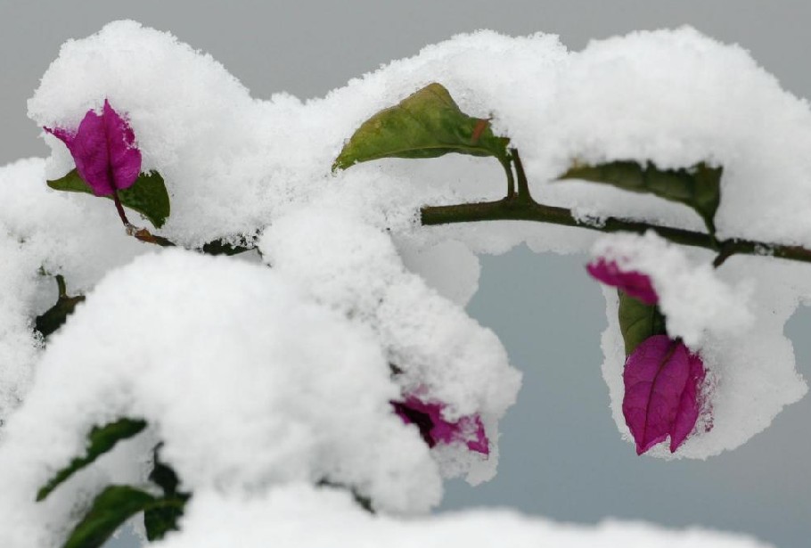 Flowers are covered with snow and ice in Chongqing, Dec 16, 2010. [Xinhua]