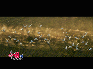 Swans are seen at the Yellow River wetland in Sanmenxia City of China's Henan Province, Dec. 16, 2010. The wetland located on the border between Henan Province and Shanxi Province attracted more and more swans to spend their winter here thanks to the efforts of local government and residents to protect swans. [Photo by Xu Yongjian]