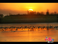 Swans are seen at the Yellow River wetland in Sanmenxia City of China's Henan Province, Dec. 16, 2010. The wetland located on the border between Henan Province and Shanxi Province attracted more and more swans to spend their winter here thanks to the efforts of local government and residents to protect swans. [Photo by Xu Yongjian]