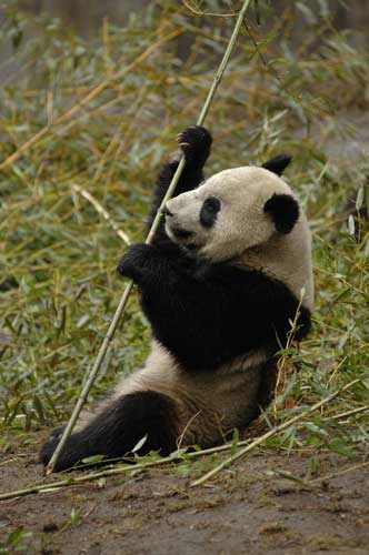 Lang Lang, a 4-year-old giant panda died of epilepsy Thursday at a zoo in Nanjing, East China's Jiangsu province. [File photo/China Daily] 