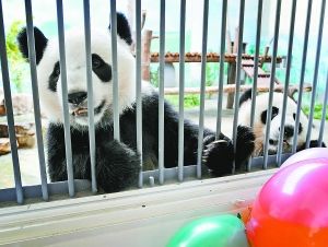 Lang Lang (L) and his friend. [File photo]