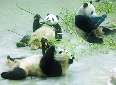 Lang Lang and his friends are eating bamboo. [File photo/China Daily]