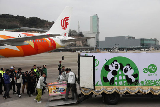 Staff members carry the two giant pandas to a special truck which will deliver them to the panda pavilion in Macao, Dec 18, 2010. [Xinhua] 