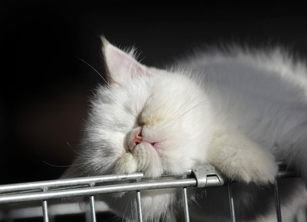 A Persian cat sleeps on its cage during a regional cat exhibition in Russia&apos;s southern city of Stavropol Dec 19, 2010. [China Daily/Agencies] 