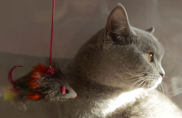 A British Shorthair cat is seen in its cage during a regional cat exhibition in Russia&apos;s southern city of Stavropol Dec 19, 2010. [China Daily/Agencies]