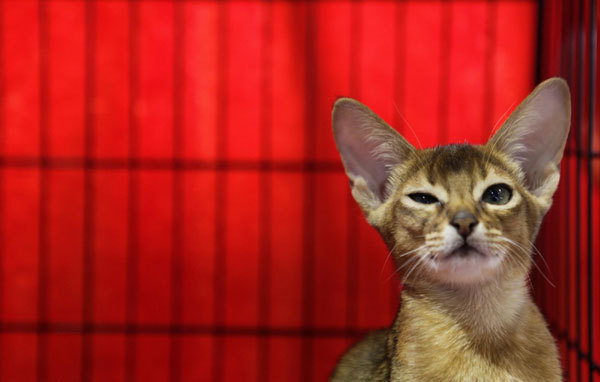 An Oriental cat is seen in its cage during a regional cat exhibition in Russia&apos;s southern city of Stavropol Dec 19, 2010. [China Daily/Agencies] 