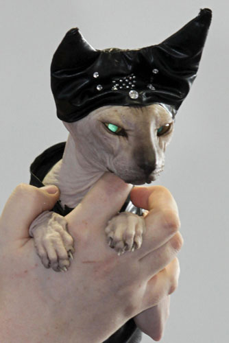 An owner holds her Sphynx cat that has been prepared for a regional cat exhibition in Russia&apos;s southern city of Stavropol Dec 19, 2010. [China Daily/Agencies]