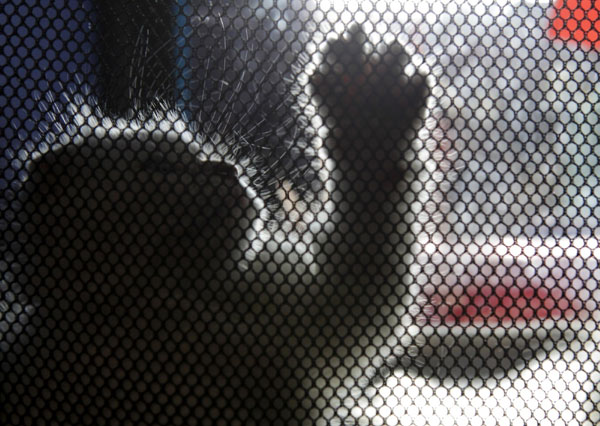 A Scottish Fold kitten plays in its cage during a regional cat exhibition in Russia&apos;s southern city of Stavropol Dec 19, 2010. [China Daily/Agencies]